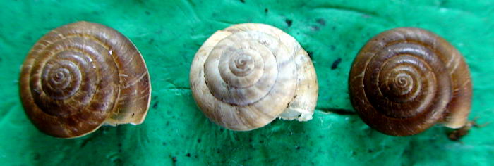 Forma melanica di T.pyramidata